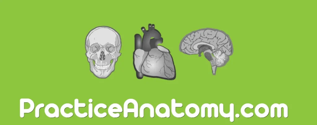 Practice Anatomy